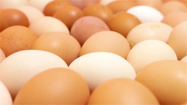 Camine Por Superficie Huevos Orgánicos Recién Puestos Color Marrón Blanco — Vídeos de Stock