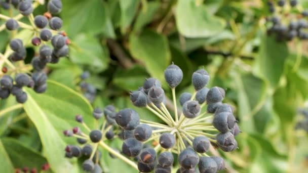 Wild Ivy Seeds Ripe Fruits — Vídeos de Stock