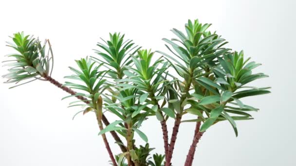Euphorbia Myrsinites Myrtle Spurge Plant White Background — Video