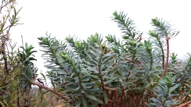 Euphorbia Myrsinites Myrtle Spurge Plant Natural Media — Stockvideo