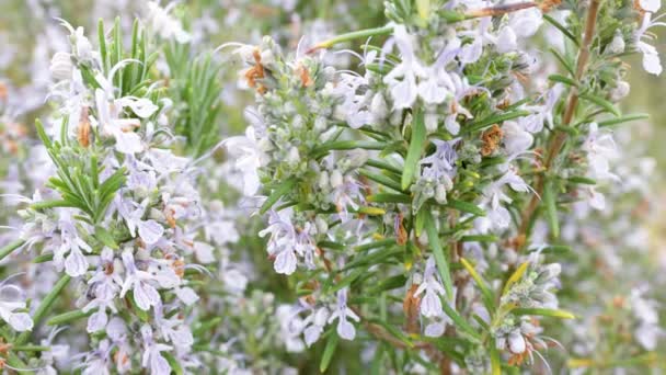 Zoom Out Pretty Rosemary Massive Bloom — Vídeo de Stock