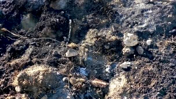 Σκαλισμένο Και Καπνίζον Έδαφος Μετά Από Πυρκαγιά — Αρχείο Βίντεο