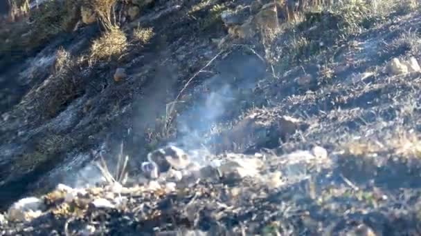 Smoldering Restos Carbonizados Incendio Forestal — Vídeos de Stock