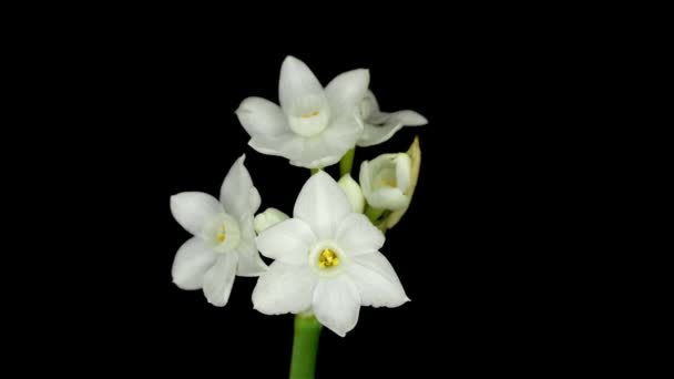 White Flower Narcissus Papyraceus Plant Isolated White Background Common Name — Stock Video
