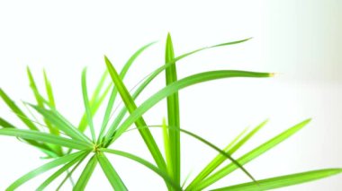 Cyperus papirüsü, Cyperus alternifolius, beyaz arka planda papirüs ağacı.
