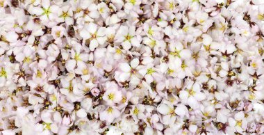 Arkaplan, doku, duvar kağıdı, bir sürü küçük pembe badem ağacı çiçeği, bahar çiçeği konsepti üst görünüm