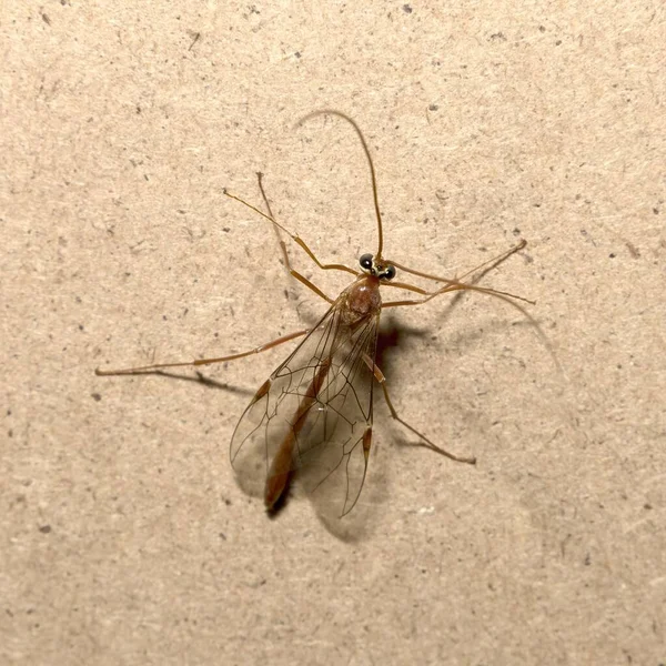 Isolerte Diptera Tipula Paludosa – stockfoto