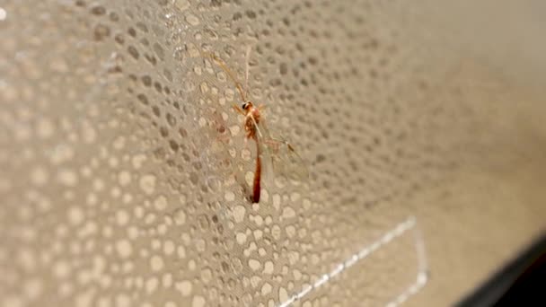Diptera Tipula Paludosa Geïsoleerd Bewegend Klein Focusgebied Selectieve Focus — Stockvideo