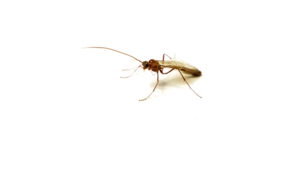 Diptera Tipula Paludosa Απομονώνονται Λευκό Φόντο Κινείται Μικρό Πεδίο Εστίασης — Αρχείο Βίντεο
