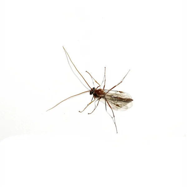 Diptera Tipula Paludosa Isolado Sobre Fundo Branco Vista Superior — Fotografia de Stock