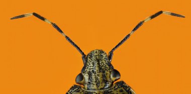 Ekstrem makro, böceğin 5x büyütülmesi, pis kokulu böcek, bilimsel isim, turuncu arka planda izole edilmiş Rhaphigaster nebulosa.