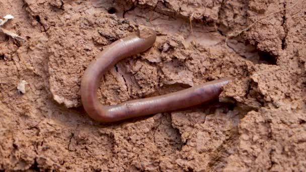 Common Earthworm Goes Underground — Stock Video