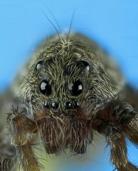 Super Makro Widok Głowy Oczami Wilka Pająka Lycosa Tarantula Izolowane — Zdjęcie stockowe