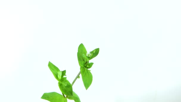 Листя Стовбур Квітка Рослини Stellaria Media Курятина Фотографія Білому Тлі — стокове відео