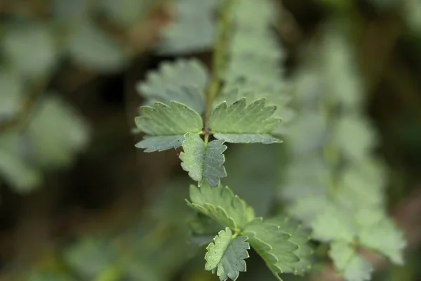 Poterium sanguisorba Küçük Farekulağı bitkisinin yapraklarına odaklan