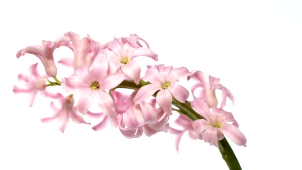 Video Fiore Rosa Della Pianta Hyacinthus Orientalis Isolato Sfondo Bianco — Video Stock