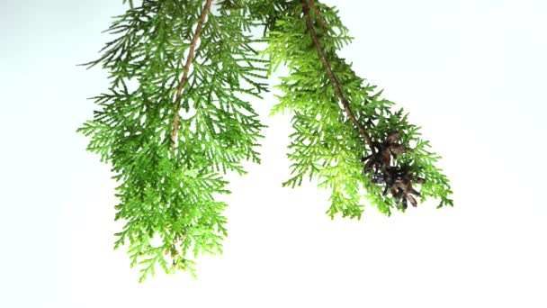 Zoom Para Planta Verde Platycladus Orientalis Oriental Arborvitae — Vídeo de Stock