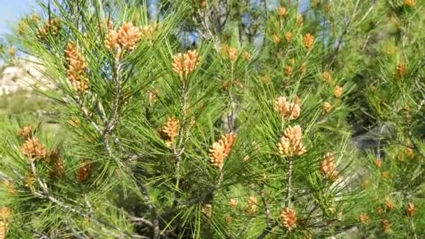Video Van Bladeren Takken Vruchten Van Pinus Halepensis Boom Gangbare — Stockvideo