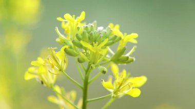 Brassica Napus, Canola çiçeği izole. Sarı tecavüz çiçekleri, kolza tohumu tarlası, çiçek açan