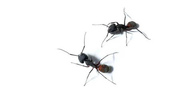 Camponotus Cruentatus Formiga Madeira Isolada Sobre Fundo Branco Macro — Fotografia de Stock