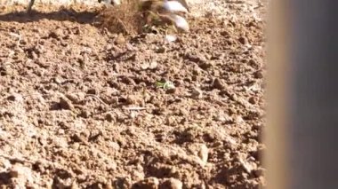 Bir çiftçi ve ekicisi, meyve bahçesinde mototokultivator olarak da bilinir.