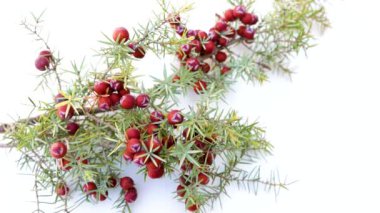 Beyaz zemin üzerinde izole edilmiş bir Cade ardıç, ardıç, ardıç Oxycedrus şubesi