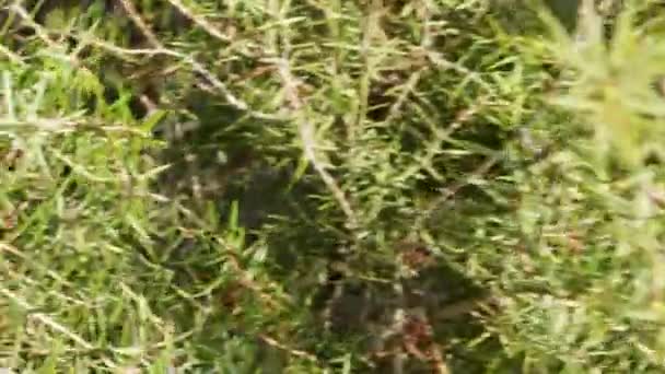 ジュニパーの寄生真菌Gymnosporangium Clavariaeforme森林害虫 — ストック動画