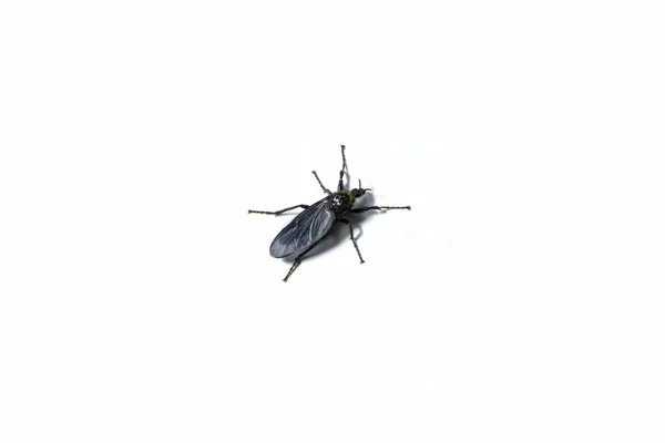Großaufnahme Des Insekts Bibio Marci Eine Markusfliege Isoliert Auf Weißem — Stockfoto