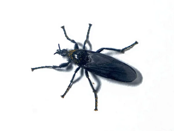 Bibio Marci Böceğinin Makro Fotoğrafı Beyaz Arka Planda Izole Edilmiş — Stok fotoğraf