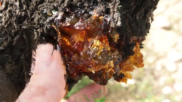 用手触摸树的树脂 用天然涂层保护昆虫 — 图库视频影像