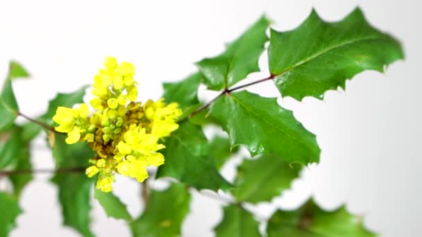 Berberis Aquifolium Pursh Žlutými Květy Mahonia Aquifolium Oregon Hrozen Nebo — Stock video