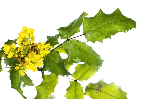 Berberis Aquifolium Pursh Yellow Flowers Mahonia Aquifolium Oregon Grape Holly — Fotografia de Stock