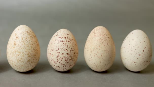 Huevos Pavo Aislados Alineados Equilibrio Sobre Fondo Gris Neutro — Vídeo de stock