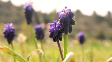  Muscari evertum Guss, Cebollita de Milano, Jacinto Silvestre, Nazarenos