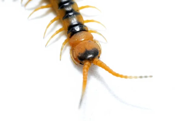 Detail Head Colorful Cenitipede Scolopendra Isolated White Background — Stock Photo, Image