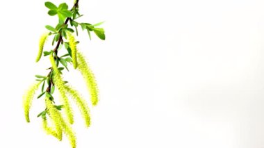 Salix Triandra 'nın videosu. Badem söğüdü, söğüt erkek çiçekler unwhite izole