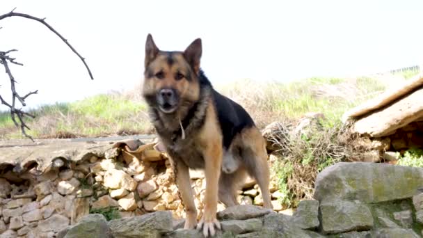 Tetikte Saldırgan Bir Alman Çoban Köpeği Bölgesini Saldırgan Bir Şekilde — Stok video