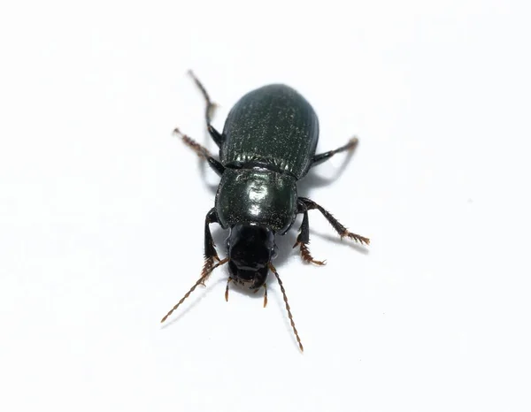 Έντομα Έντομα Closeup Harpalus Affinis Σκαθάρια Πράσινο Έδαφος Απομονώνονται Λευκό — Φωτογραφία Αρχείου
