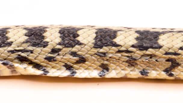 Skin Ladder Snake Isolated White Background — Stock Video