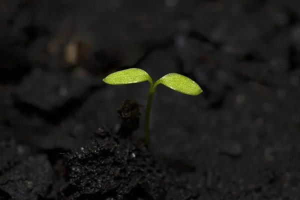 地球から生まれた非常に緑の芽のマクロ写真 成長の概念 生存と新しい生命 — ストック写真