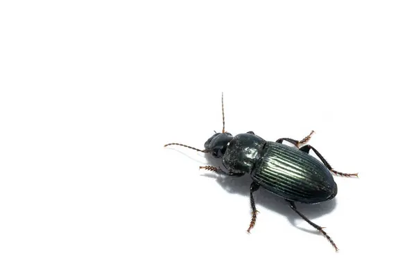 Brouci Hmyz Closeup Harpalus Afinis Zelené Brouky Izolované Bílém Pozadí — Stock fotografie