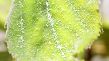 Oidium mantarından etkilenen bir yaprak.