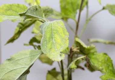 Oidium mantarından etkilenen bir yaprak.