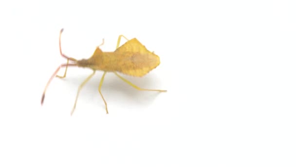 Syromastus Rhombeus Rombik Deri Böceği Beyaz Arkaplanda Izole Edildi — Stok video