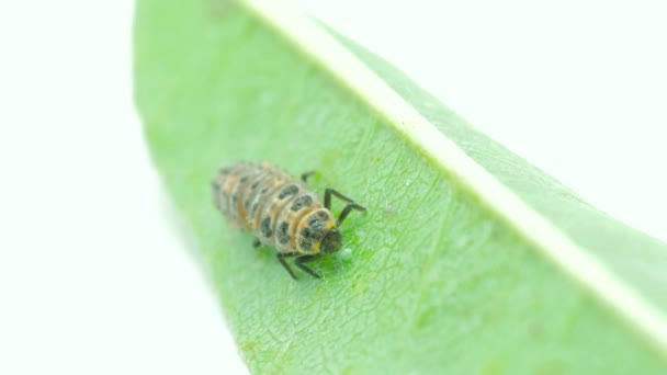 Larva Berušky Pojídající Mšice Listu — Stock video