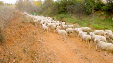 Teruel I 'deki aragonun kökenine sahip bir koyun sürüsünün geçişi.