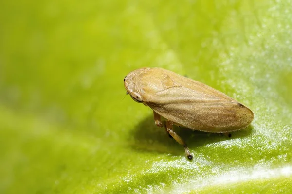 stock image Philaenus spumarius, the meadow froghopper or meadow spittlebug