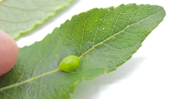 Cysty Vejce Zeleném Listě Kladeném Hmyzem Dasineura Pellex Druh Komára — Stock video