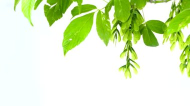 Acer negundo, kutu büyükleri, akçaağaç, Manitoba akçaağaç ya da akçaağaç külü beyaz arka planda izole edilmiş, stüdyo çekimi, kopyalama alanı