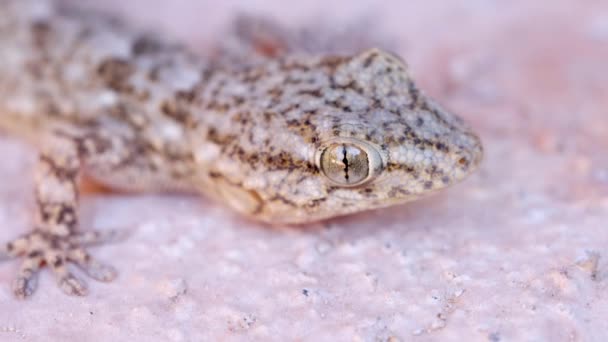 Tarentola Mauritanica Conhecido Como Gecko Parede Comum Close Cabeça Tiro — Vídeo de Stock